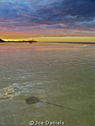 Sting Ray Sun Set by Joe Daniels 